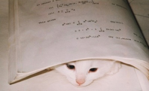 Maths cat hot sale age